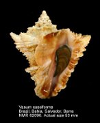 Vasum cassiforme